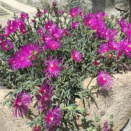 شقة Fleur Des Neiges