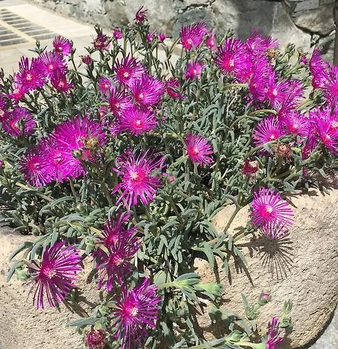 아파트 Fleur Des Neiges